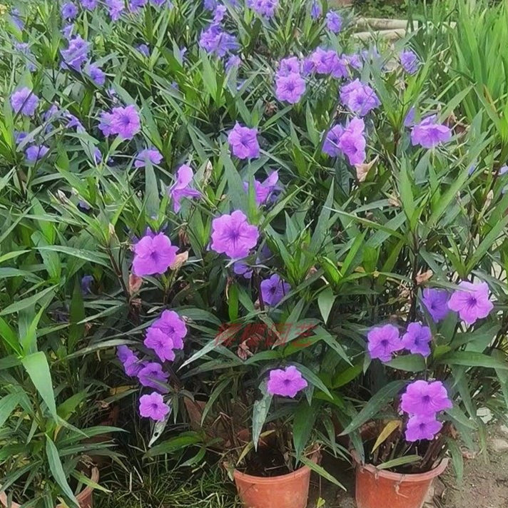 Ruellia Brittoniana 'Leonard'