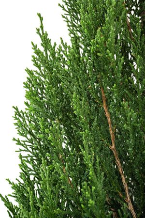 Pencil Pine Garden Plus