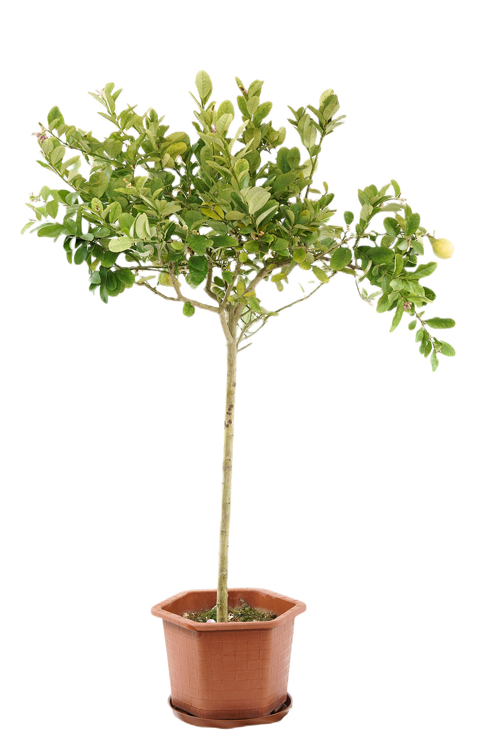 Lemon tree Garden Plus