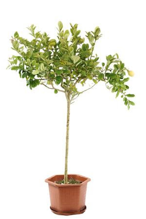 Lemon tree Garden Plus