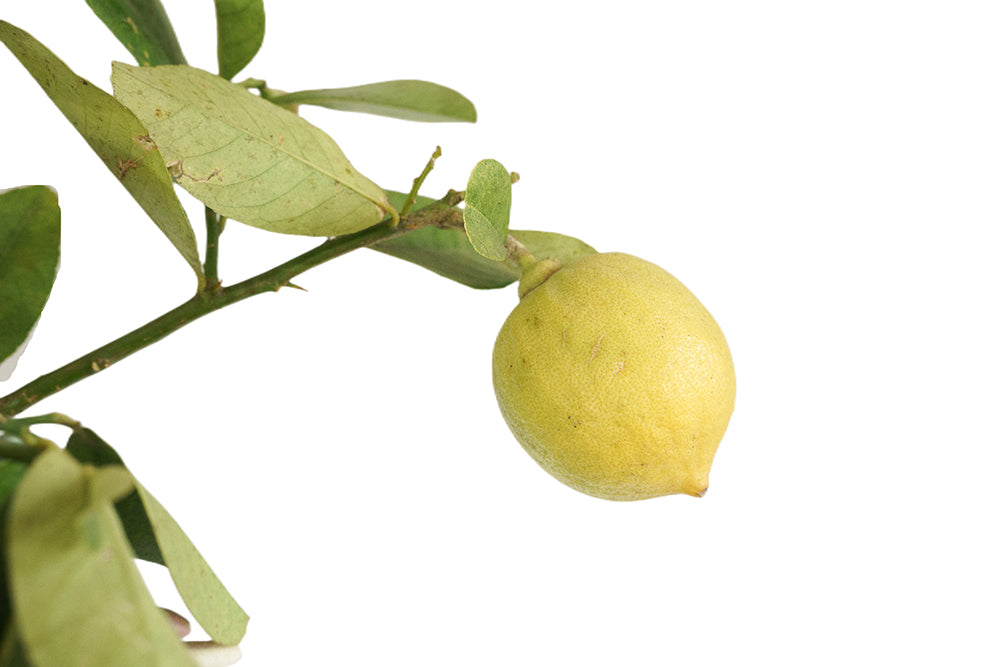 Lemon tree Garden Plus