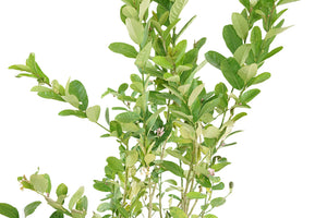 Lemon tree Garden Plus