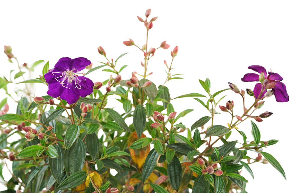 Glory Bush Garden Plus