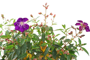 Glory Bush Garden Plus