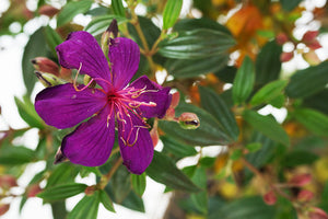 Glory Bush Garden Plus