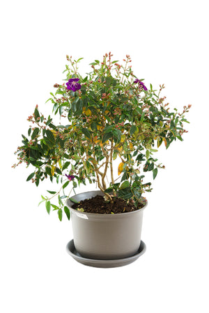 Glory Bush Garden Plus