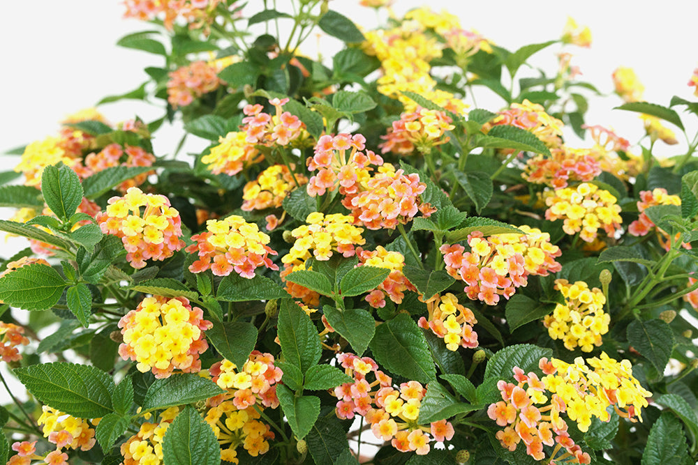 Lantana mixed color Garden Plus