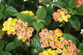 Lantana mixed color Garden Plus