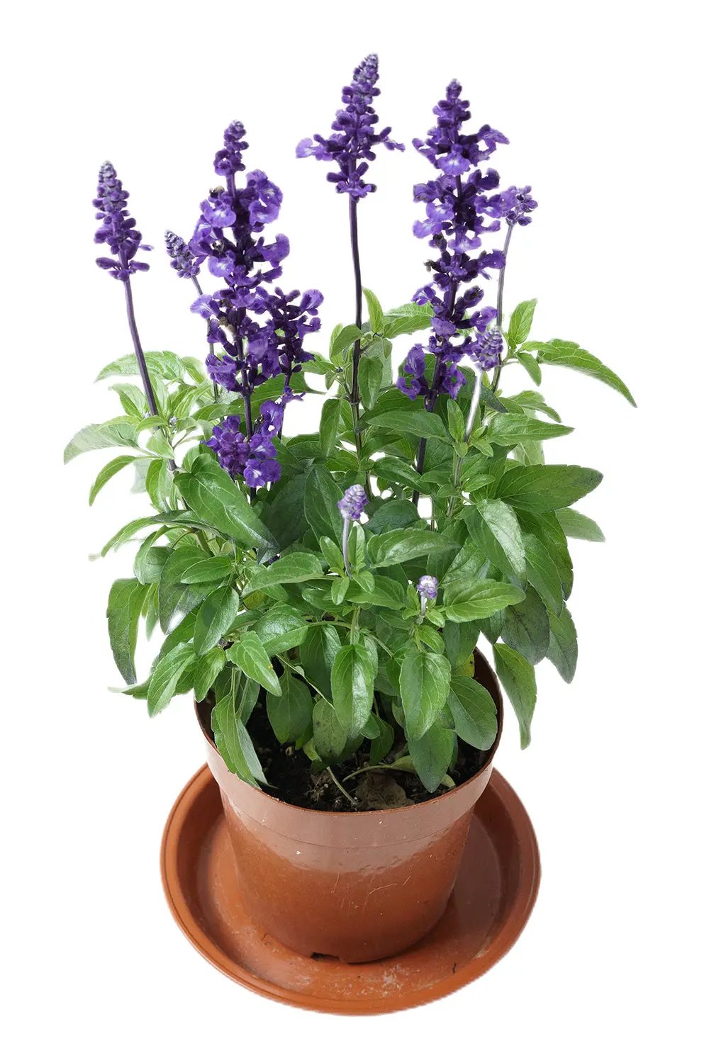 Salvia farinacea Benth Garden Plus