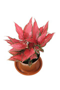 Red Chinese Evergreen Garden Plus