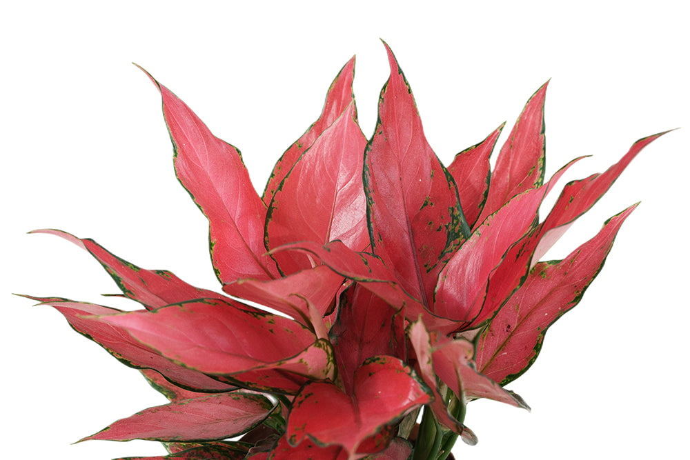 Red Chinese Evergreen Garden Plus