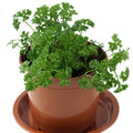 Parsley Garden Plus
