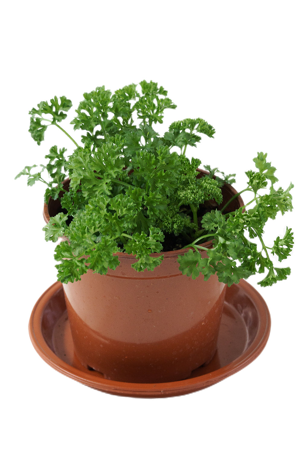 Parsley Garden Plus