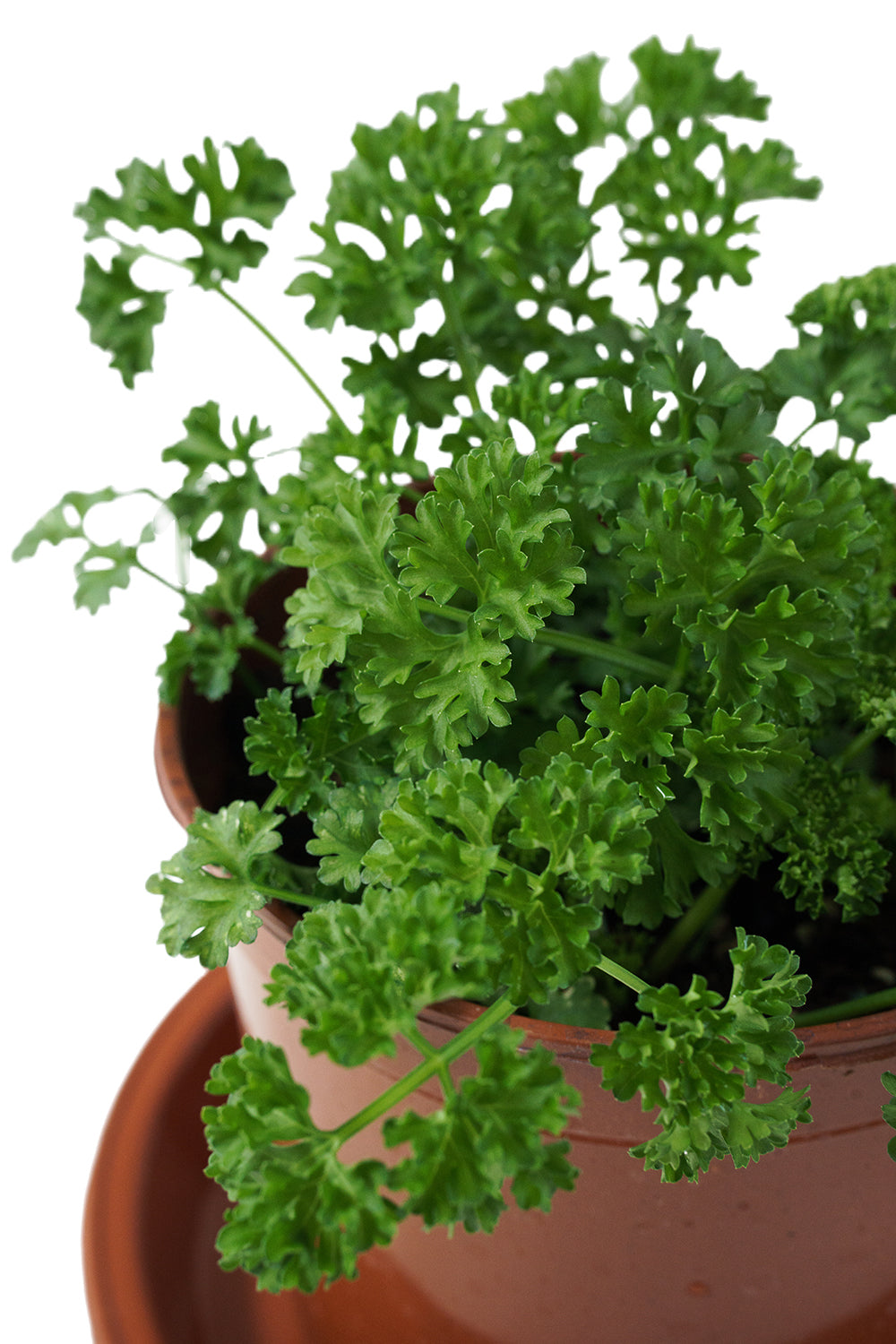 Parsley Garden Plus