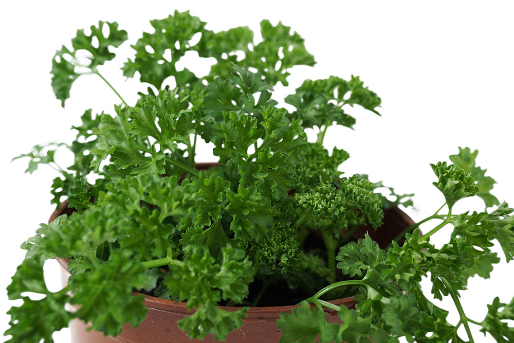 Parsley Garden Plus