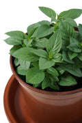 Thai Basil Garden Plus