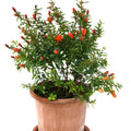 Pomegranate tree Garden Plus