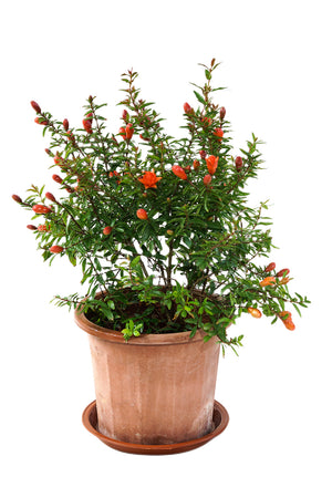 Pomegranate tree Garden Plus