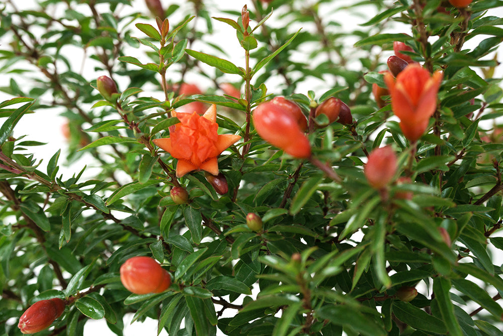 Pomegranate tree Garden Plus