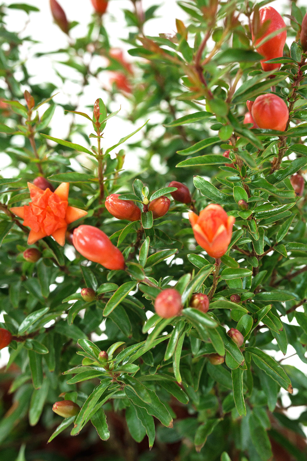 Pomegranate tree Garden Plus