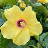 Chinese Hibiscus
