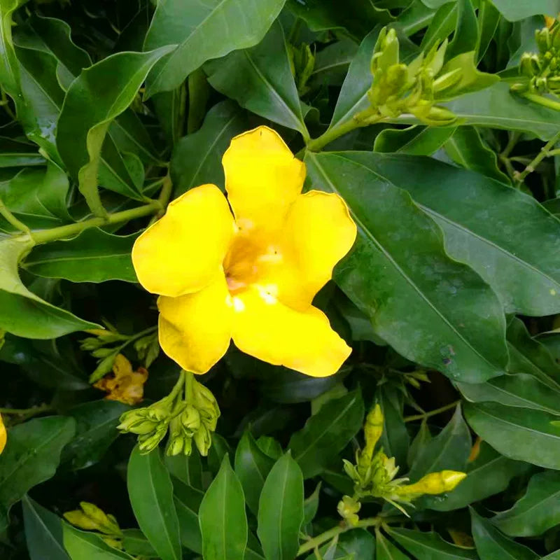 軟枝黃蟬／黃金喇叭藤（Allamanda cathartica）