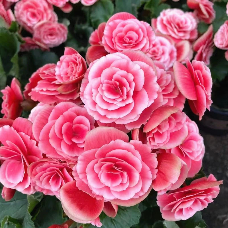 Rieger Begonia