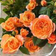 玫瑰（Rosa spp.）