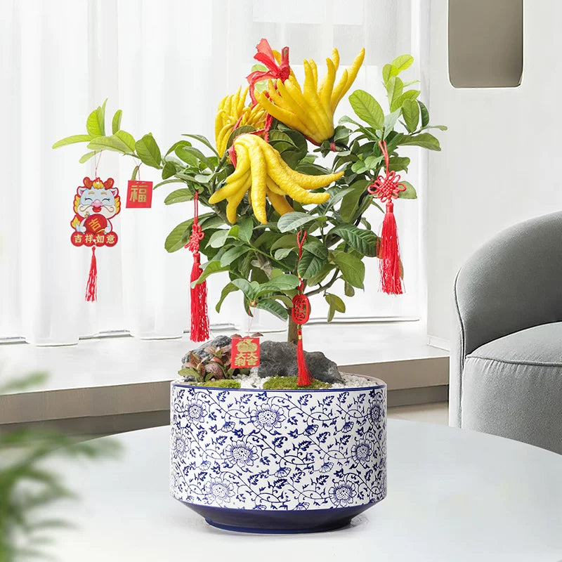 Buddha’s Hand (Fingered Citron)