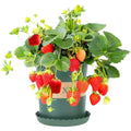 Potted Strawberry Plant