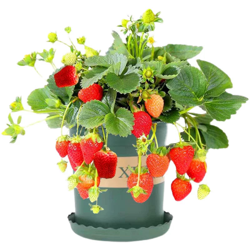 Potted Strawberry Plant