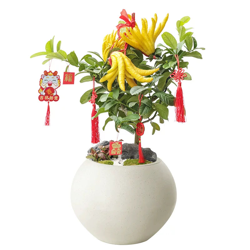 Buddha’s Hand (Fingered Citron)