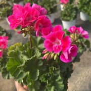 糖果天竺葵（Geranium）