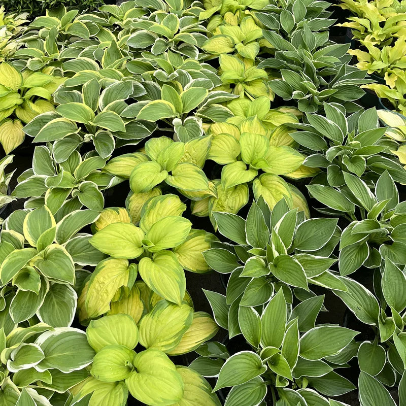 Hosta plantaginea(Plantain Lily)