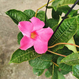 Mandevilla Flowering Vine for Outdoor Spaces