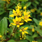 Galphimia Glauca