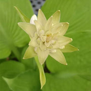 Hosta plantaginea(Plantain Lily)