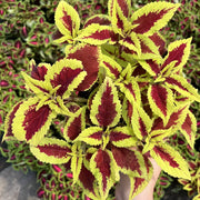 彩葉草（Coleus scutellarioides）