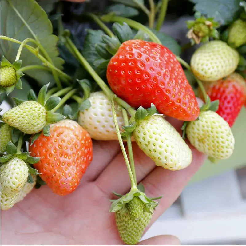 Potted Strawberry Plant