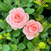 玫瑰（Rosa spp.）