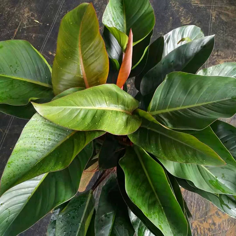 Congo Red Philodendron - Indoor Tropical Plant