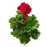 Geranium