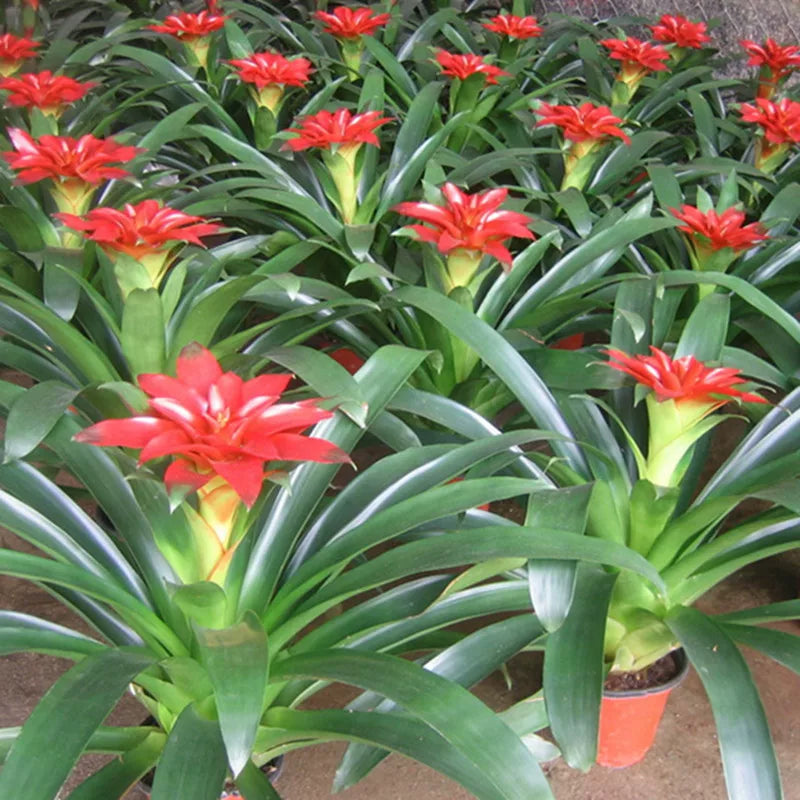 Guzmania 'Rana'