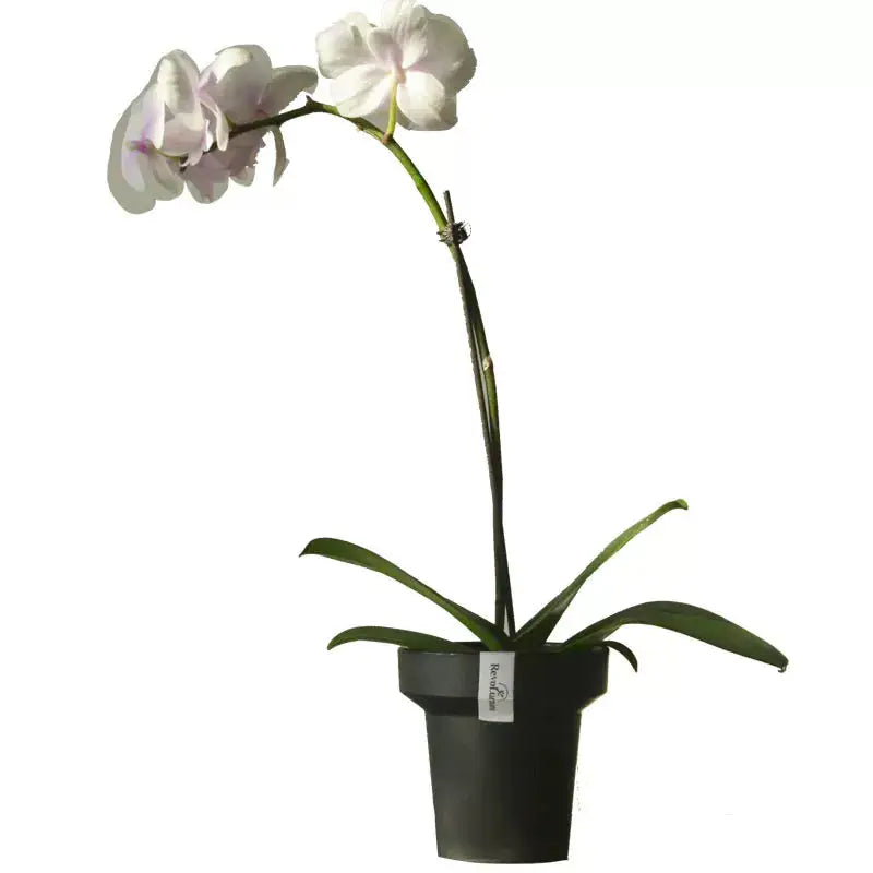 RevoLumini Round Plastic Planter Set for Orchids