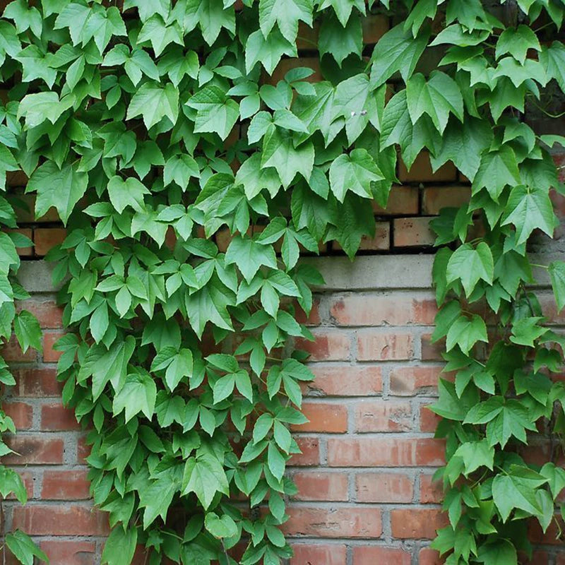 Diverse-Leaved Creeper Plant for Colorful Gardens