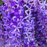 Sandpaper Vine - A Unique Climbing Plant for Your Garden