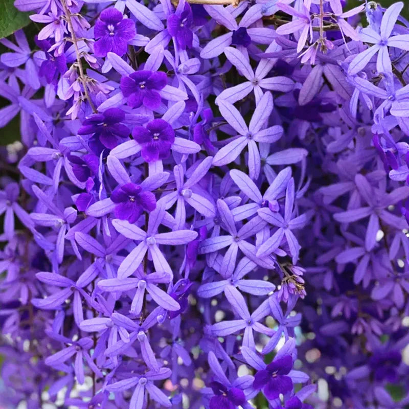 Sandpaper Vine - A Unique Climbing Plant for Your Garden