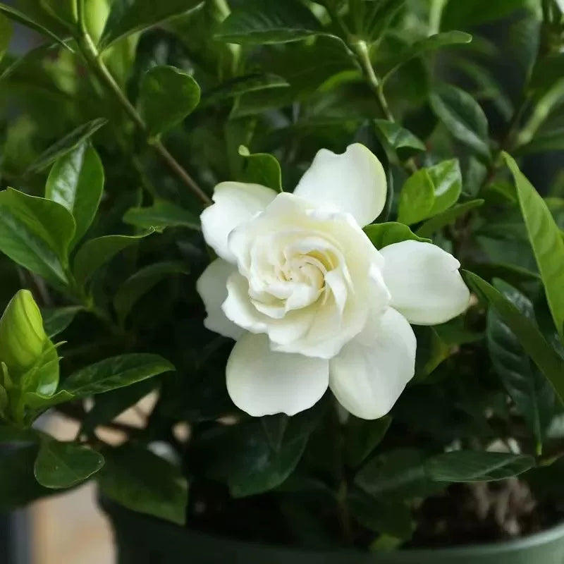 Gardenia