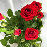 Rose Juicy Terrazza