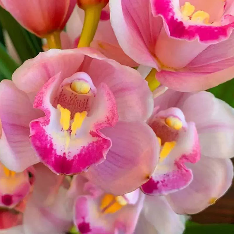 Cymbidium Faberi 'Chameleon'